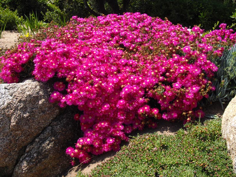 Lampranthus spectabilis 3